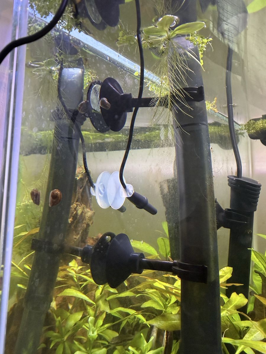 Ramshorn snails