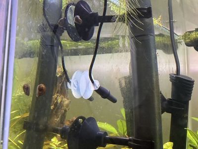 Ramshorn snails