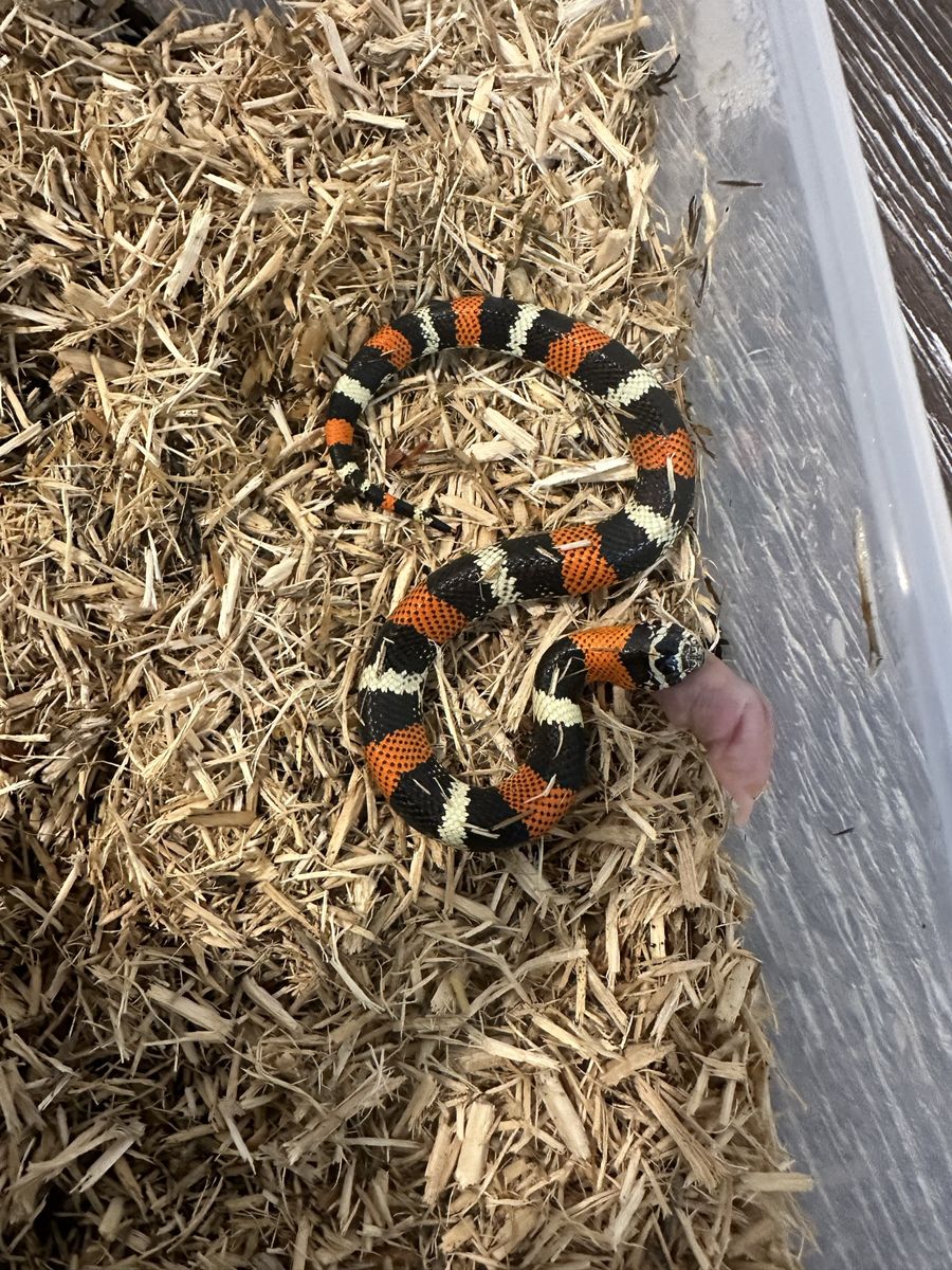 Male Tri-Color Hognose Snake - Great Eater, Small & Fast Moving Personality