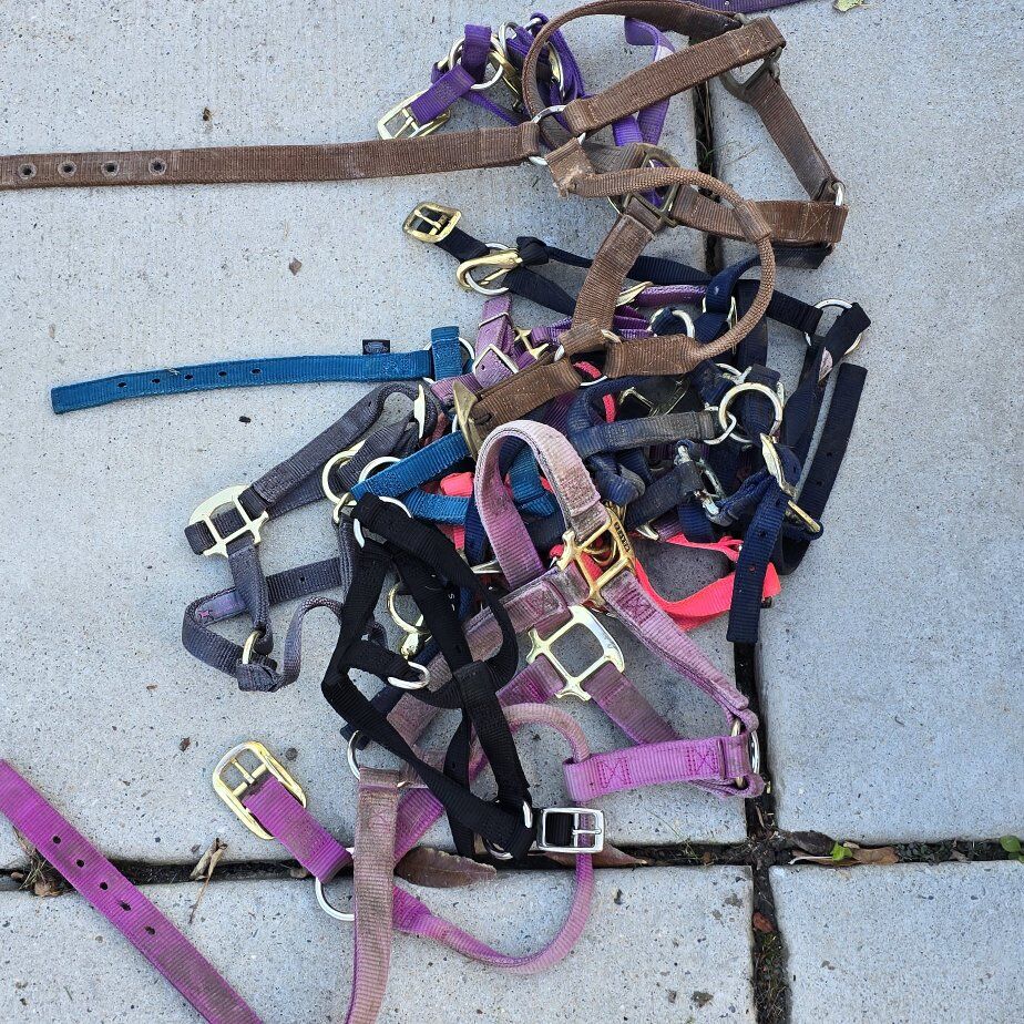 Horse Halters