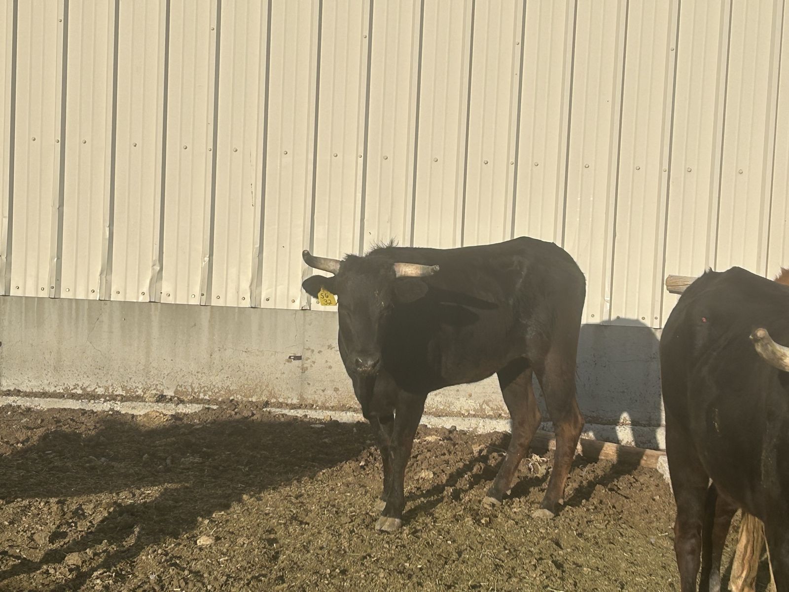Corriente Roping Steers