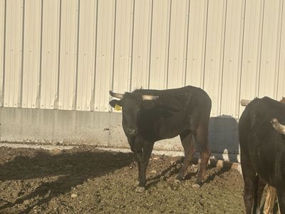 Corriente Roping Steers