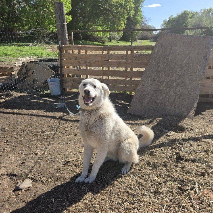Great Pyrenees
