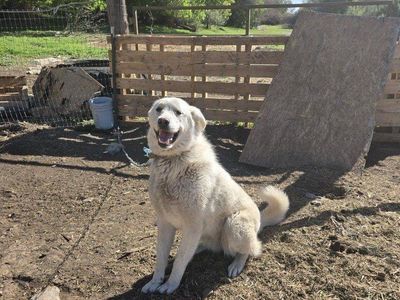 Great Pyrenees