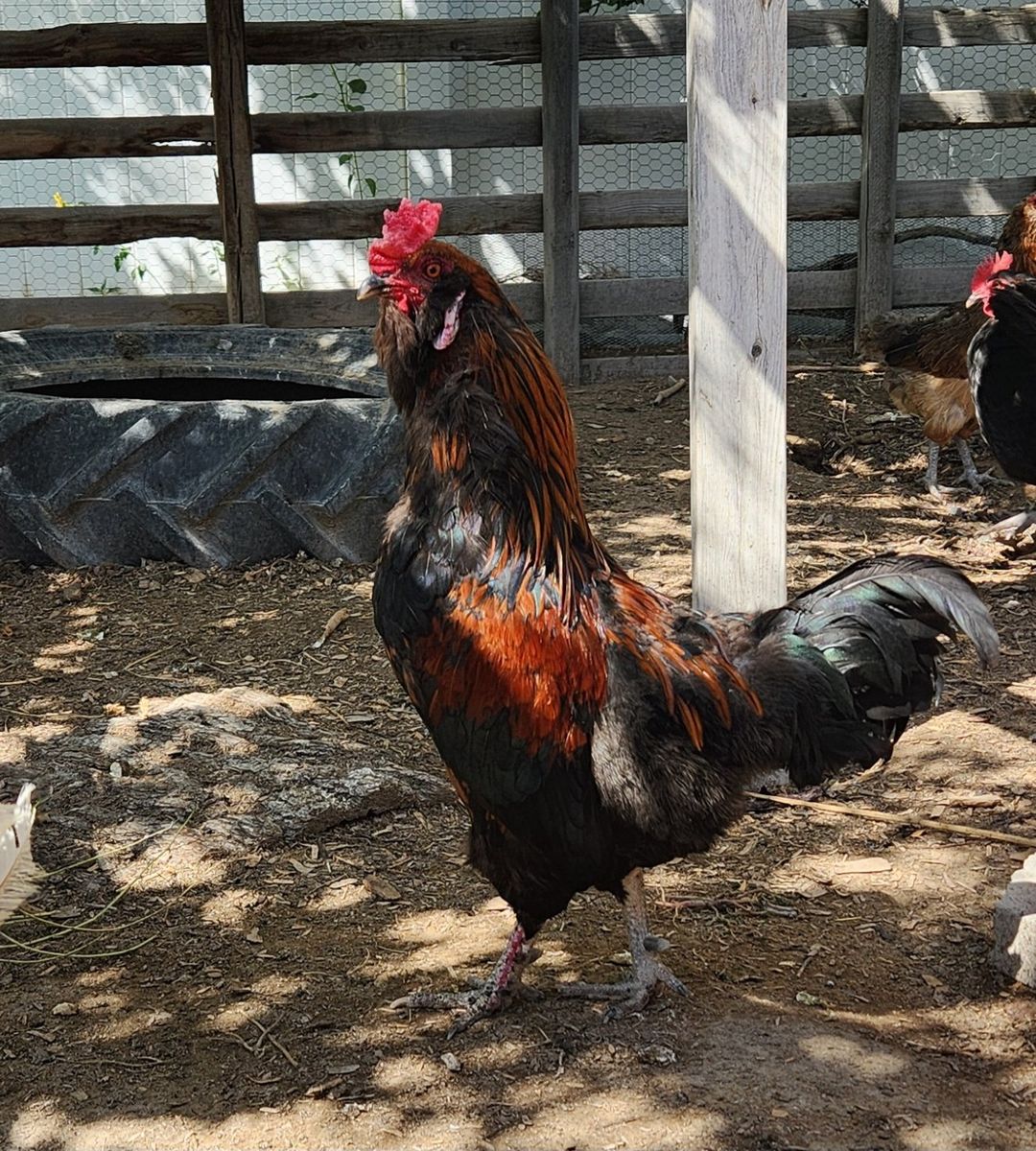 Free Rooster