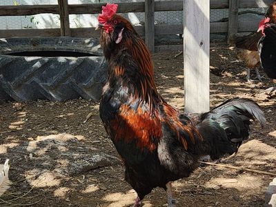 Free Rooster