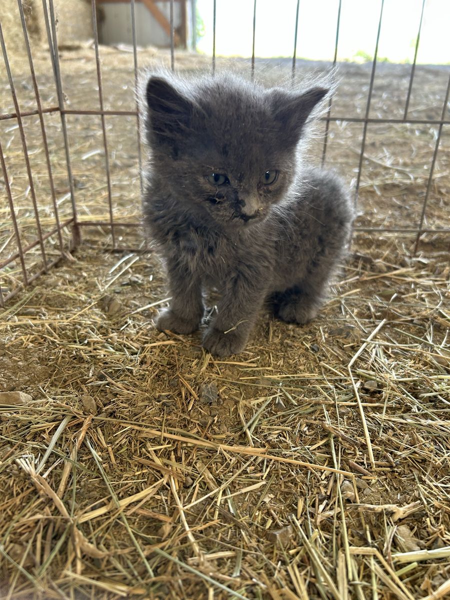 FREE Kittens!