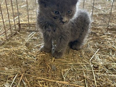 FREE Kittens!