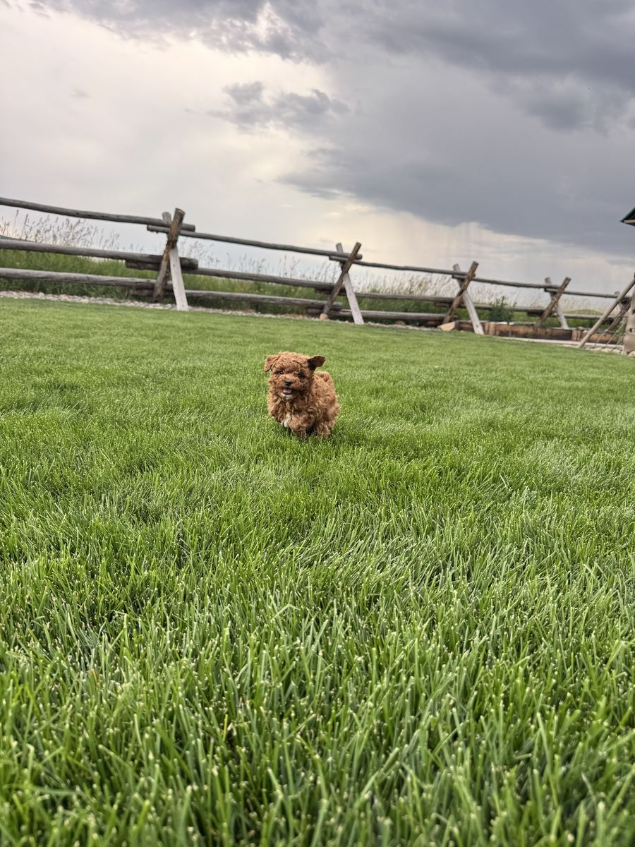 Micro, mini goldendoodles