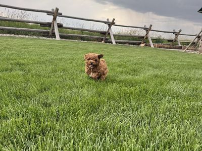 Micro, mini goldendoodles