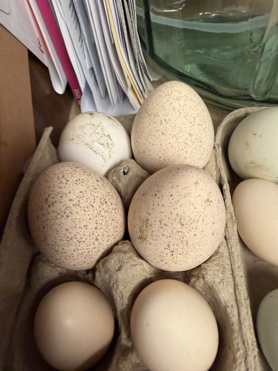 Fertilized, Turkey Eggs