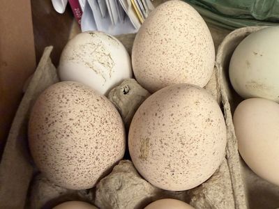 Fertilized, Turkey Eggs