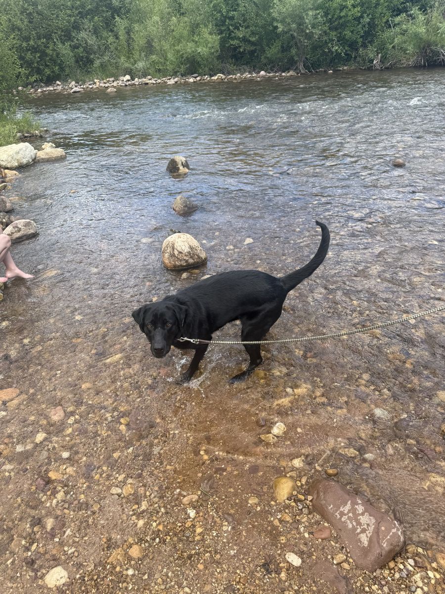 NEED NEW HOME PLEASE HELP PYRENEES/LAB