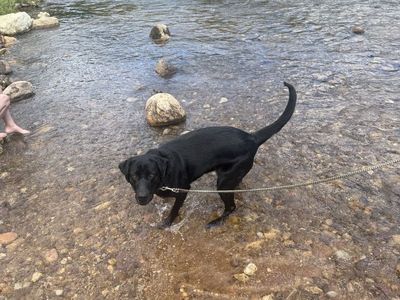 NEED NEW HOME PLEASE HELP PYRENEES/LAB