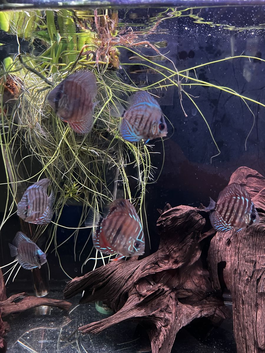 6 Discus - $80