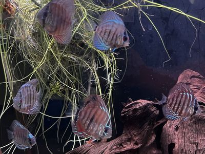 6 Discus - $80