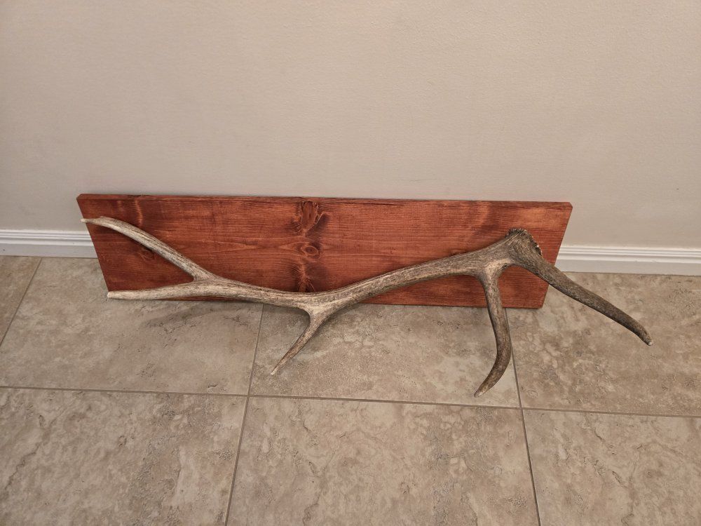 Antler Coat Rack