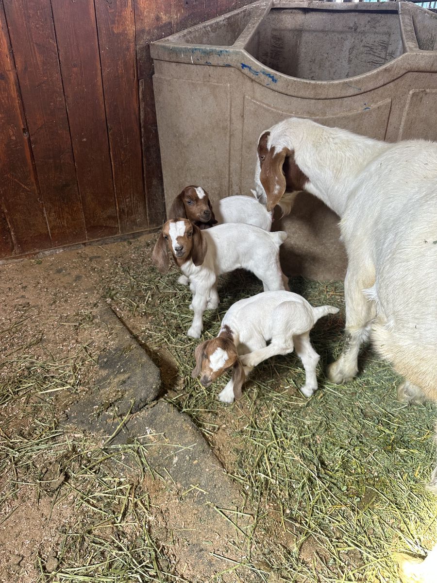 Bottle Baby Bummer Boer Doe Registered 2 Wks