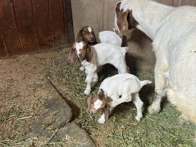 Bottle Baby Bummer Boer Doe Registered 2 Wks
