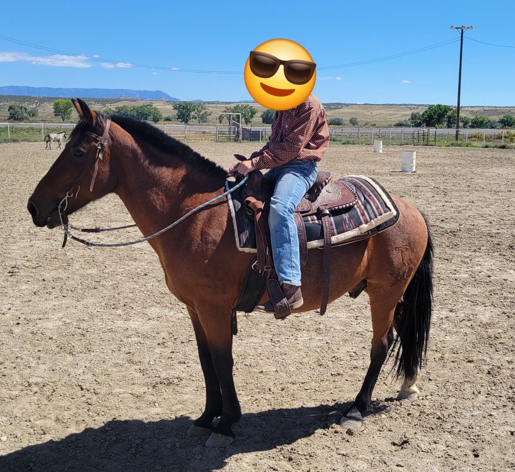 11 year old gelding