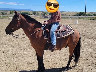 11 year old gelding