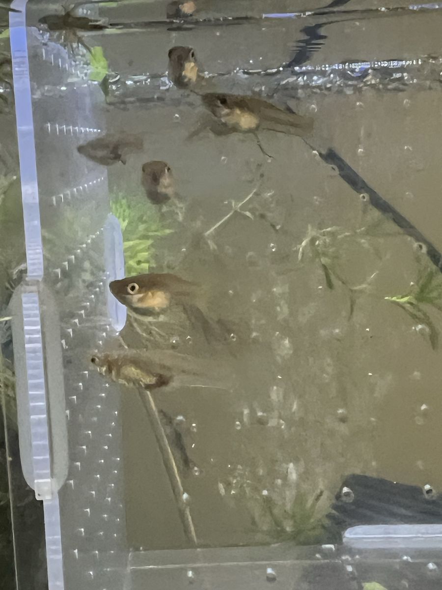 Glass bottom koi guppies