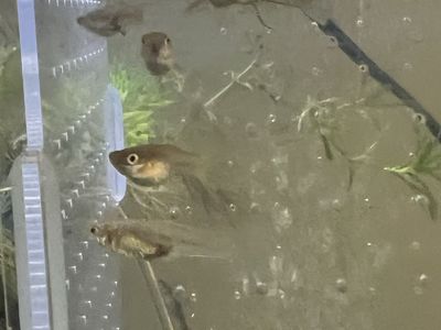 Glass bottom koi guppies