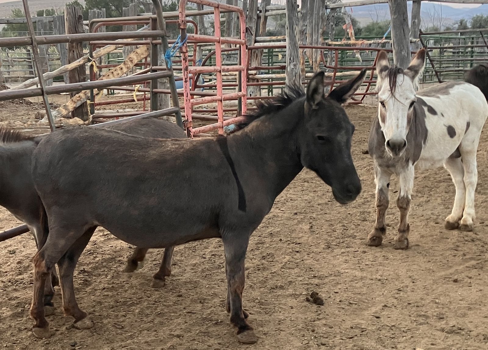Exposed mini donkey