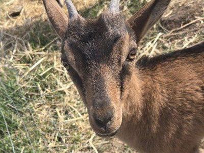 oberhasli doeling