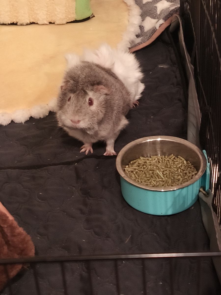 Guinea Pigs