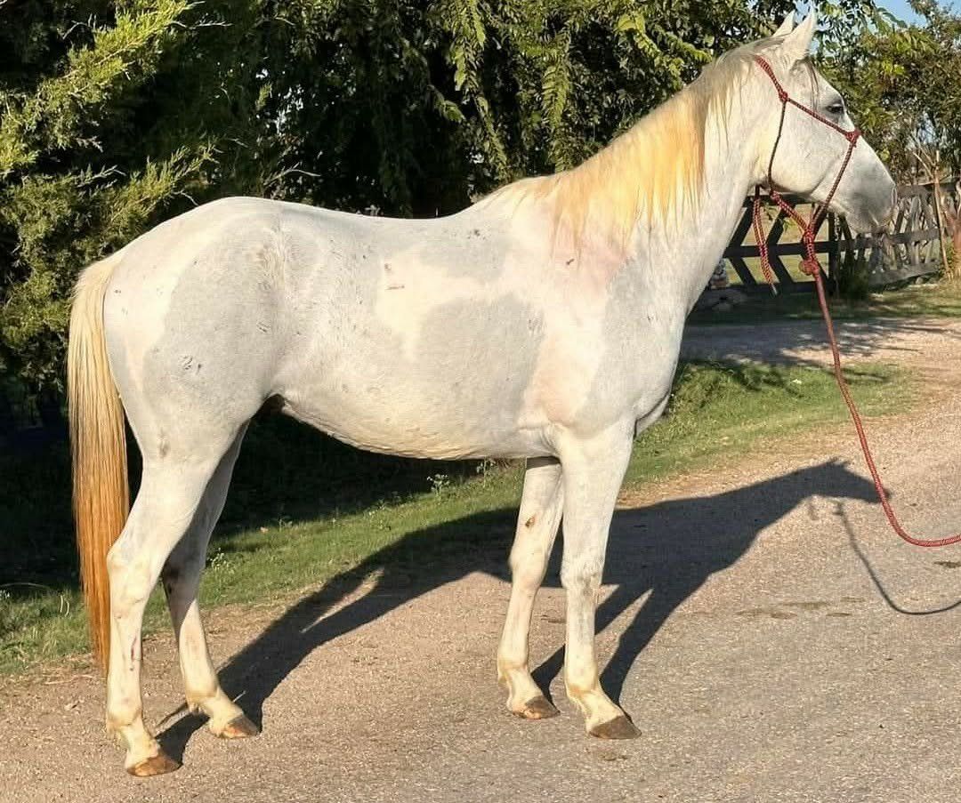 13 year old Gelding