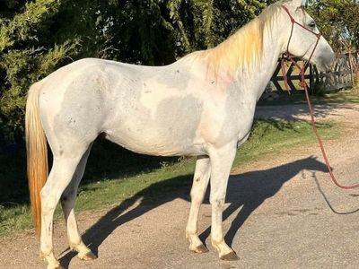 13 year old Gelding