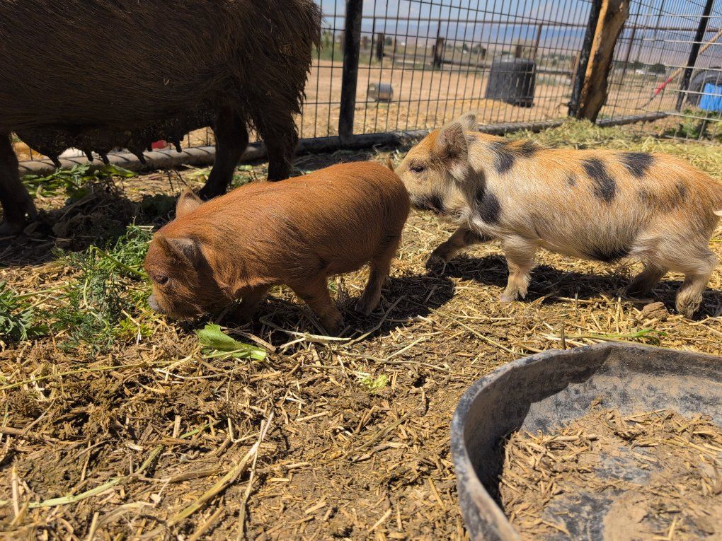 Kunekune piglets