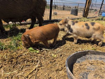 Kunekune piglets