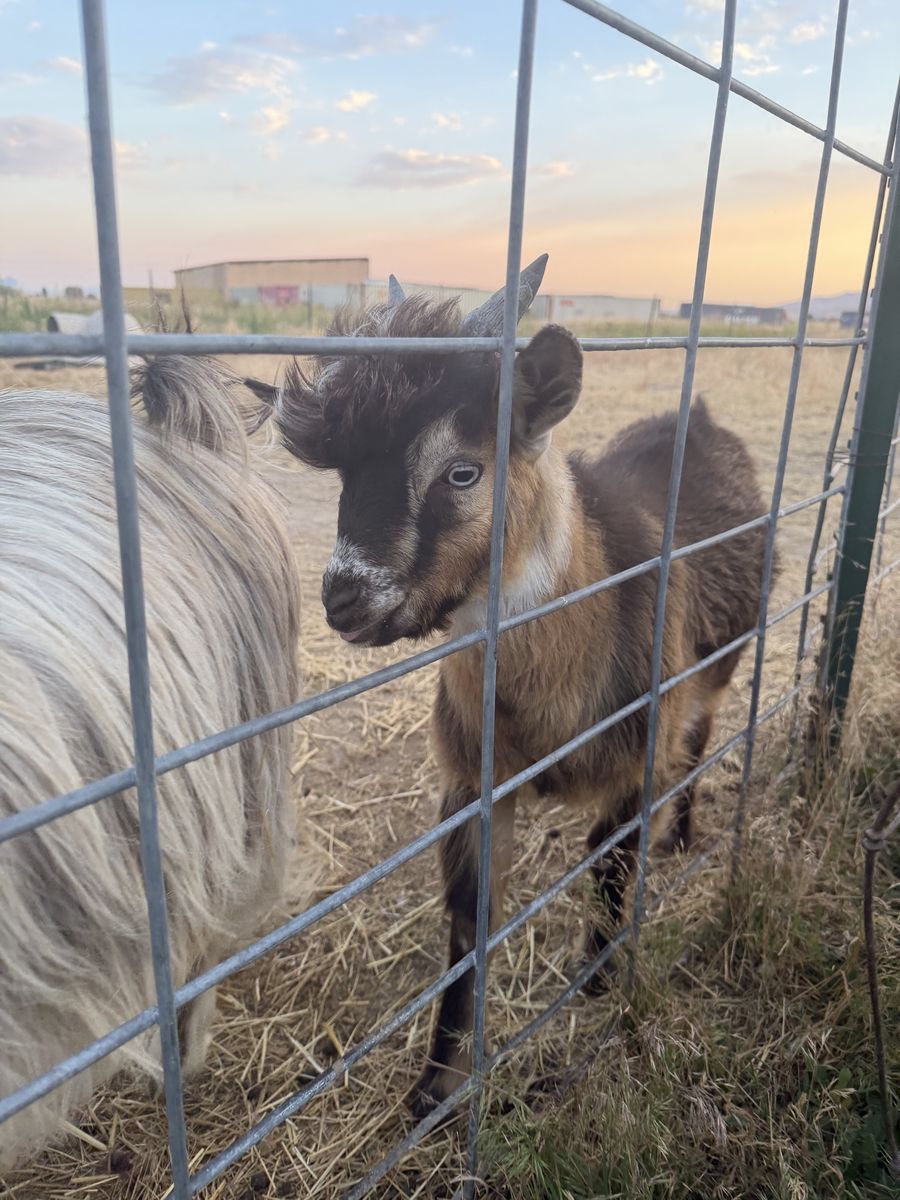 Mini silkie fainting buckling