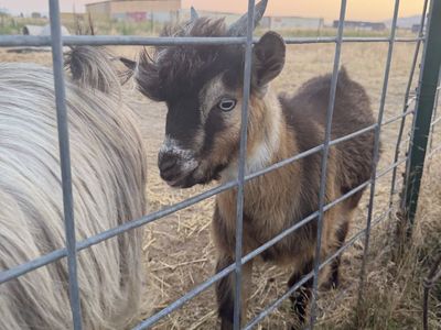 Mini silkie fainting buckling