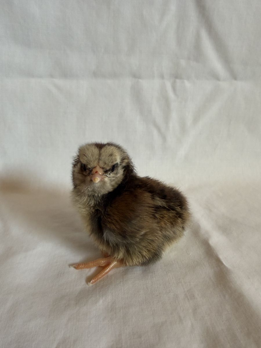 Olive Egger and easter Egger Chicks