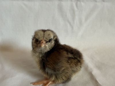 Olive Egger and easter Egger Chicks