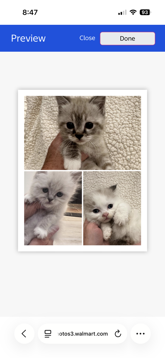 Persian Manx Kittens