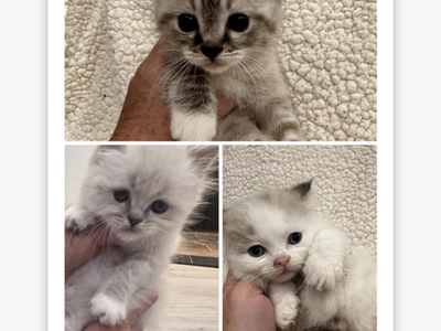 Persian Manx Kittens