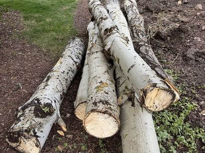 Free firewood for pickup near Park City