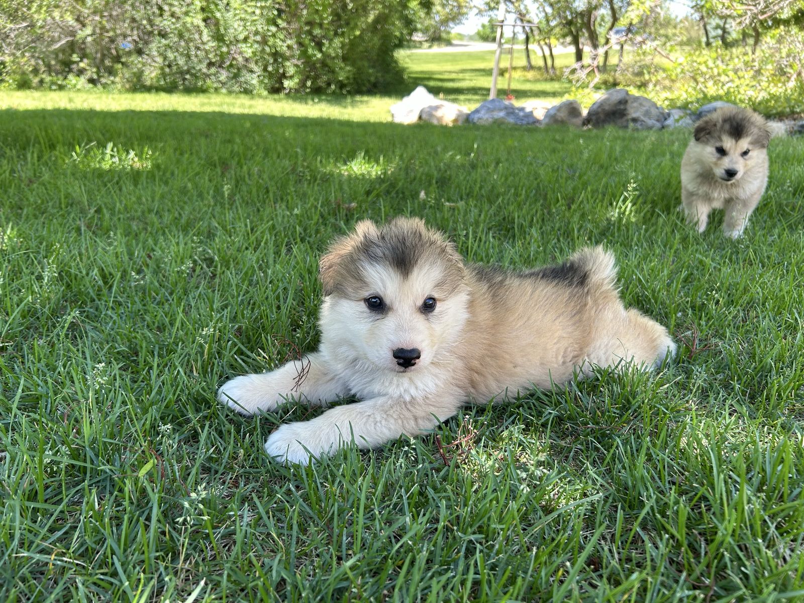 Hypoallergenic Golden Indian Dog Puppies – 4 Males & 4 Females – Born April 30 – $2,000