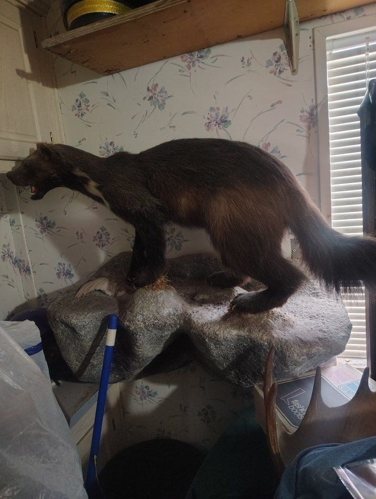 full Mount wolverine on Rock 25 years old