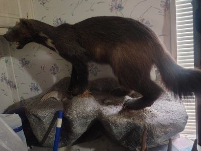 full Mount wolverine on Rock 25 years old