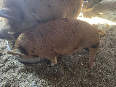 Kunekune pigs