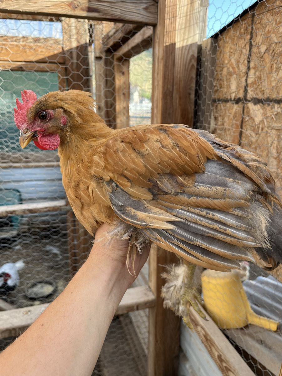 Young Roosters