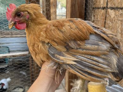 Young Roosters