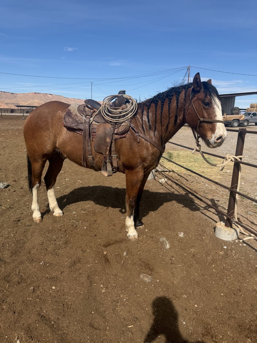 Ranch horse