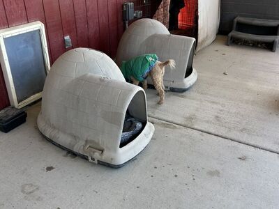 Large Igloo Dog Houses