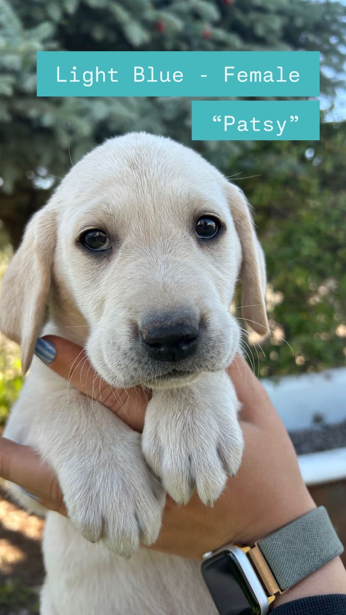 AKC Labrador Retriever Puppies